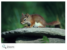 Red Squirrel