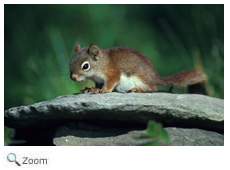 Red Squirrel
