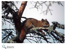 Red Squirrel