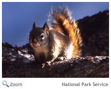 Red Squirrel