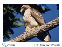Red-tailed Hawk