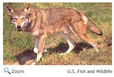 Red Wolf