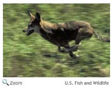 Red Wolf