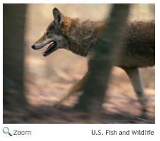 Red Wolf