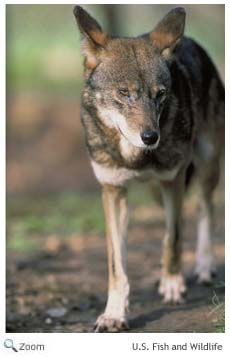 Red Wolf