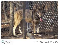 Red Wolf