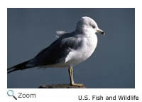 Ring-billed Gull