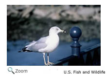 Ring-billed Gull