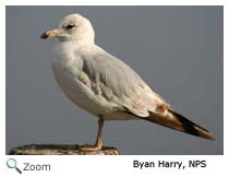 Ring-billed Gull