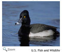 ringneckedduck