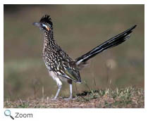 road runner