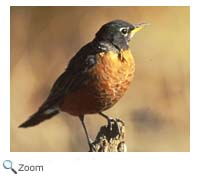 American Robin