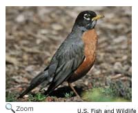 American Robin