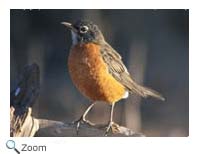 American Robin