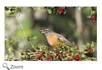 American Robin
