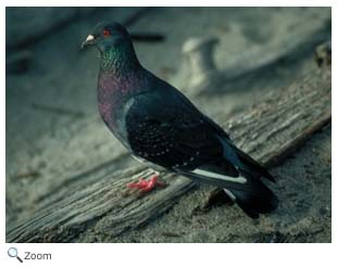 Rock Dove