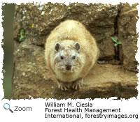 rock hyrax