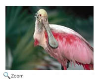 Roseate Spoonbill