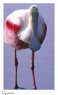 Roseate Spoonbill