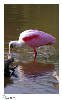 Roseate Spoonbill