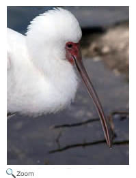 Roseate Spoonbill
