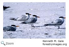Royal Tern