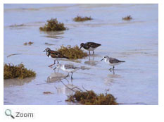 Ruddy Turnstone