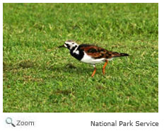 Ruddy Turnstone