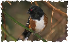 Rufous Sided Towhee