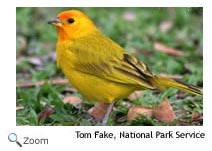 safron finch