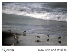 Sanderling