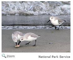 Sanderling