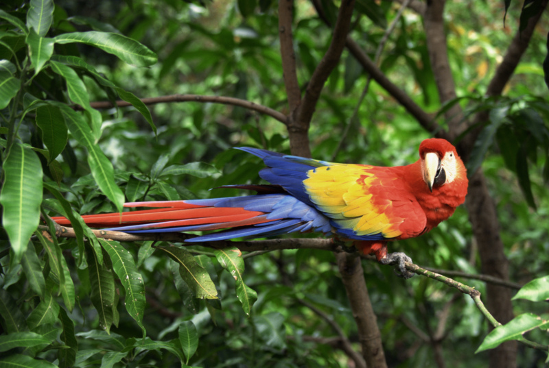 Psittacidae Parrots Parakeets Macaws Cockatoos Wildlife Journal 
