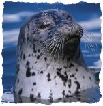 seal