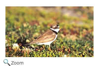 Semipalmated Plover