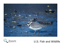Semipalmated Plover