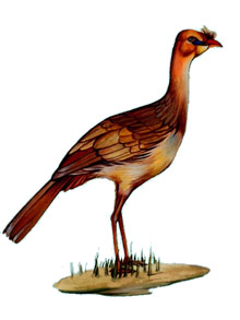 Seriema