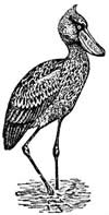 shoebill