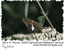 Silver Spotted Skipper