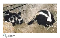 Skunks