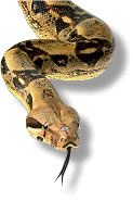 Snake