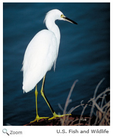 Snowy Egret