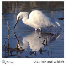 Snowy Egret