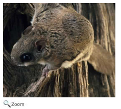Southern Flying Squirrel