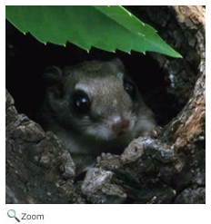 Southern Flying Squirrel