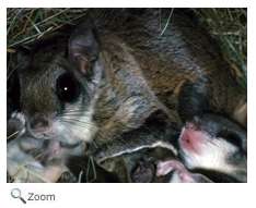 Southern Flying Squirrel