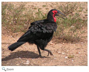 Southern Ground Hornbill