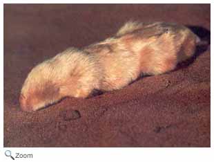 Southern Marsupial Mole