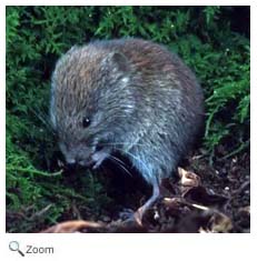 Southern Red-backed Vole