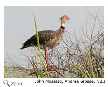 southern screamer